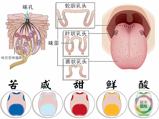 科學家發現第六種味道