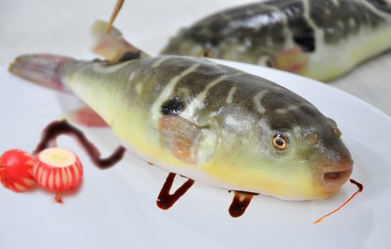 養殖河豚魚12月起加工後可上餐桌了